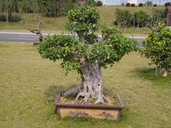 -广西壮族自治区药用植物园