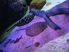-暹罗海洋世界
