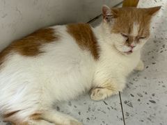 -喵园·猫主题咖啡厅·撸猫·猫咖(国贸店)