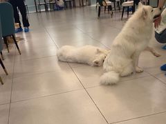 -安格丽娜·狗咖·猫咖羊驼咖(春熙路百盛商场店)