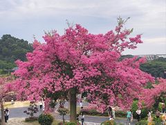 -东莞植物园