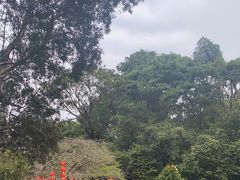 -深圳仙湖植物园
