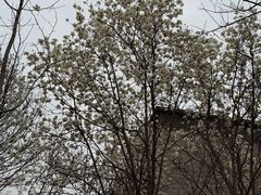 -沈阳植物园