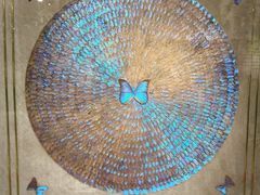 -上海昆虫博物馆