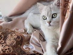 -佳怡动物医院·平价24小时·猫专科骨外科