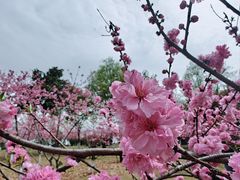 -月湖风景区