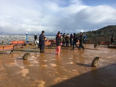 -岚山猴子公园
