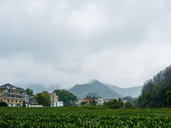 -龙坞茶村