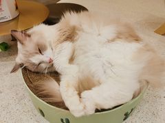 -飞行喵MR PILOT|猫舍·猫咖(静安大融城店)