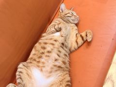 -豆逗聊愈猫阁Easy Life