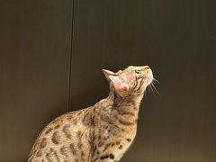 -瑞鹏宠物医院·内科·中兽医·骨科(苗圃店)