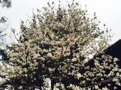 iphone_upload_pic-望江楼公园