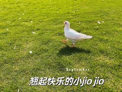 -顾村公园