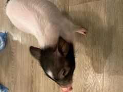 -浣熊柯尔鸭土拨鼠·电玩咖