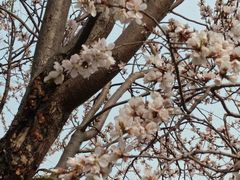 -桃花堤公园