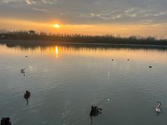 -池杉湖湿地公园