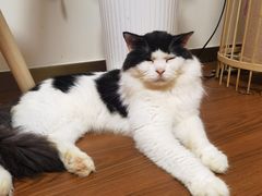 -楼上猫咖(罗湖店)