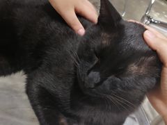 -浣熊柯尔鸭土拨鼠·电玩咖