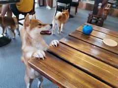 -柴源莊·柴小宠柴犬咖啡