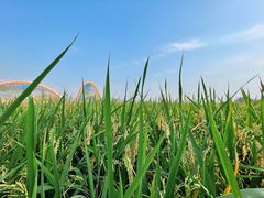 -中国天府农业博览园