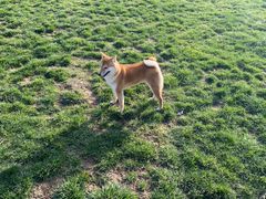 -趣玩宠物乐园寄养训犬训狗游泳池