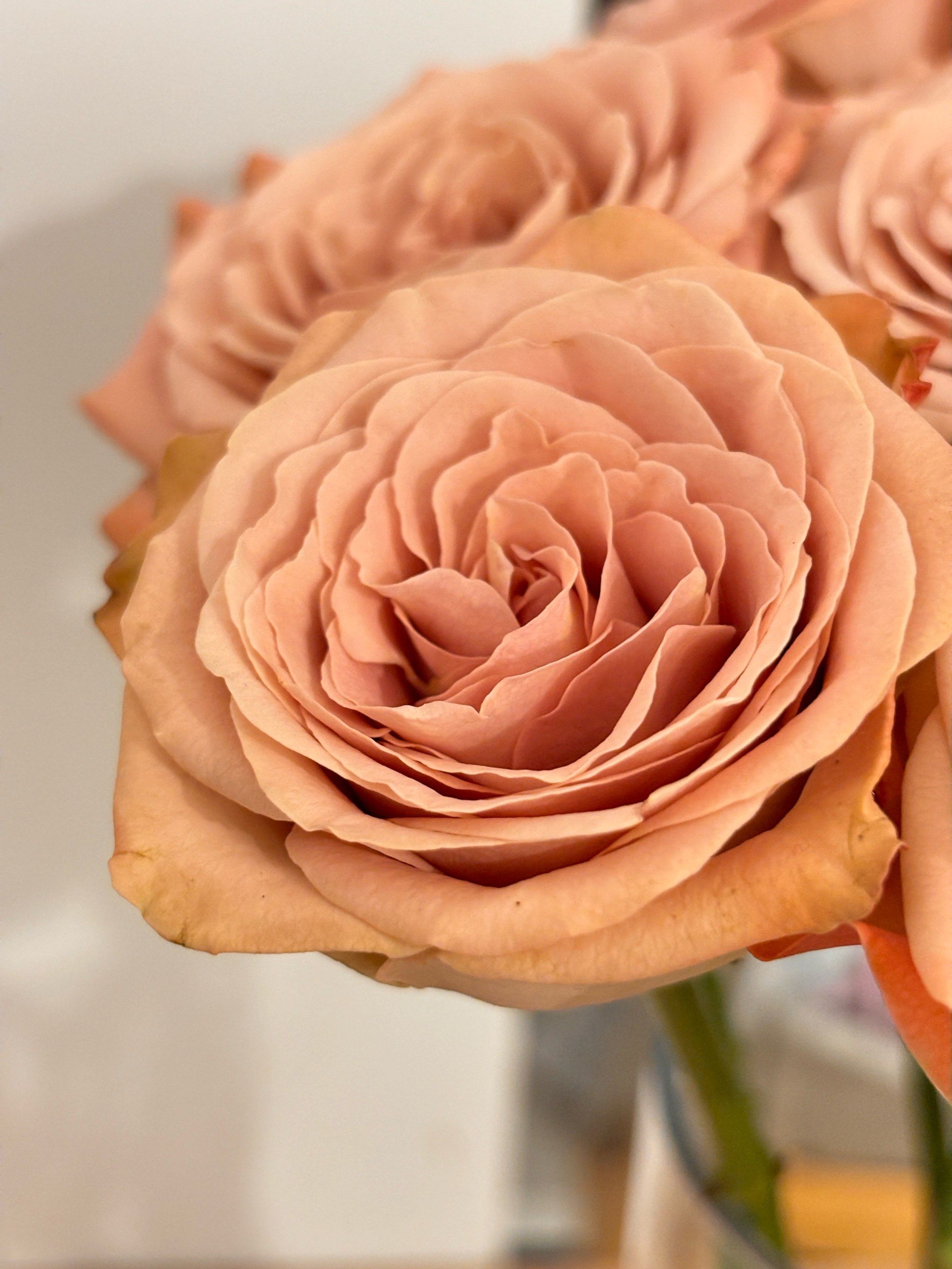 单头玫瑰•复古温柔美人•卡布奇诺