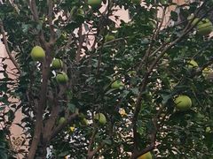 -上海山野camping·户外天幕烧烤·团建拓展营地