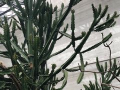 -南山植物园