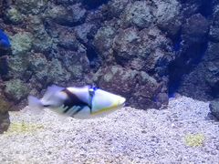 -郑州海洋馆