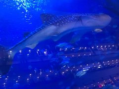 -成都浩海立方海洋公园