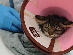 -瑞派动物医院·猫专科·至诚(江南中分院)