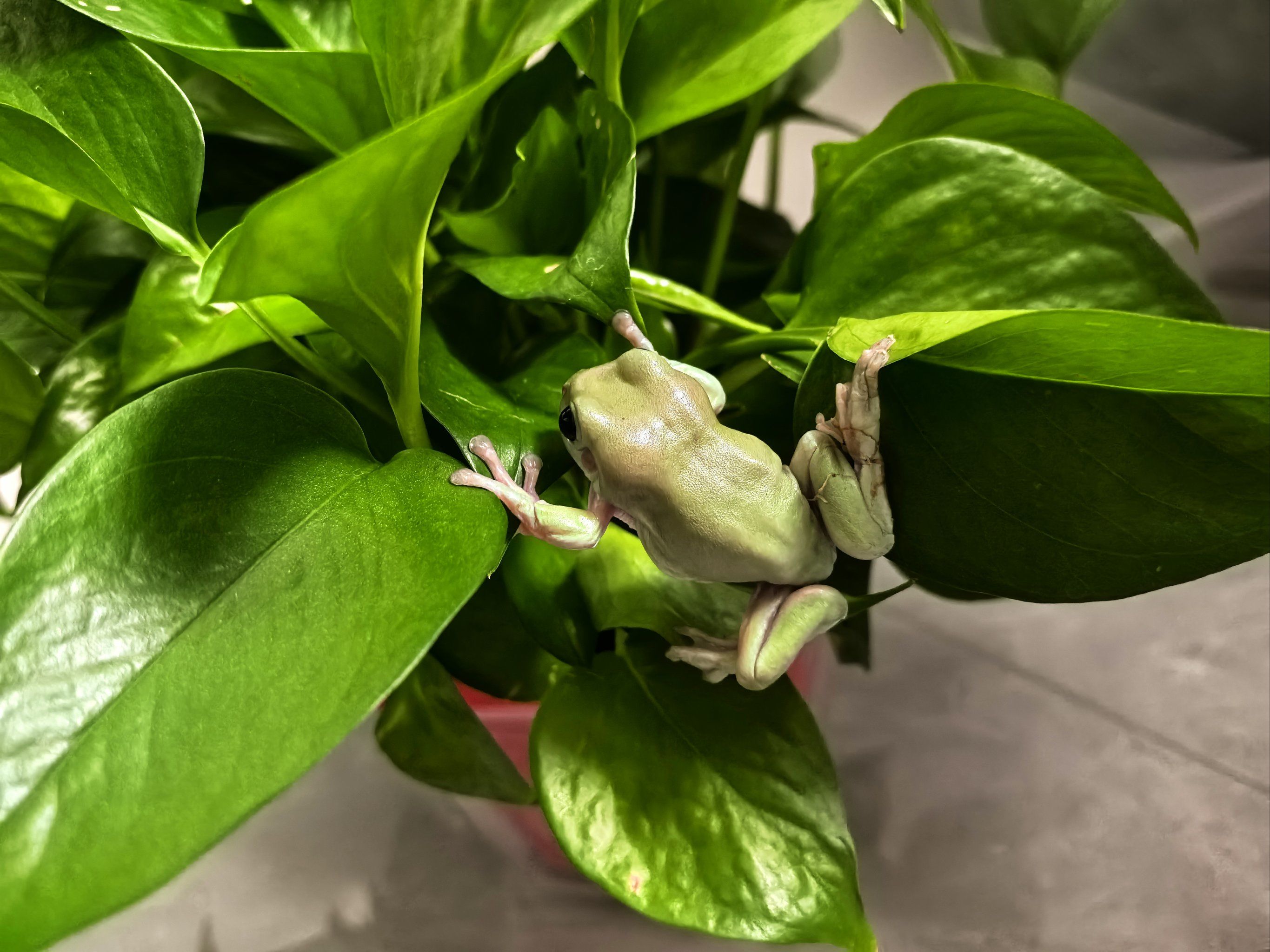 我的"旅行青蛙"回家啦👌🏻