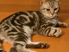 -芭比堂宠物医院·全科爱猫医院·仁德分院