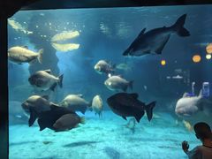 -烟台海昌鲸鲨海洋公园