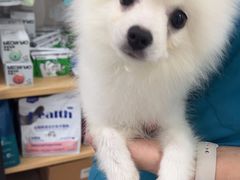 -佳雯宠物医院·皮肤科·内外科(春晓路分院)