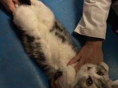 -纳吉亚猫专科动物医院·北北分院