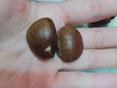 -阿男野栗王(金门路店)