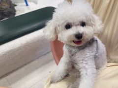 -帕帕拉兹宠物(亚洲旗舰店)