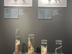 -冰岛阴茎博物馆