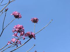 -燕晗山郊野公园