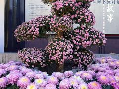 -上海醉白池公园
