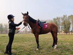 -北京群众马术培训基地