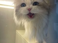 -十月米努特矮脚猫舍