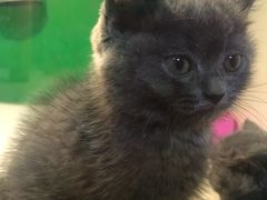 -李小姐の猫咖啡馆(五角场店)