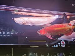 -新粤新疆菜(禅城店)
