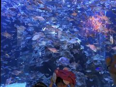 -成都浩海立方海洋公园