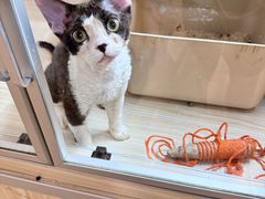 -70cat德文卷毛猫·缅因猫纯种猫舍
