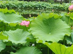 -陈家山荷花公园