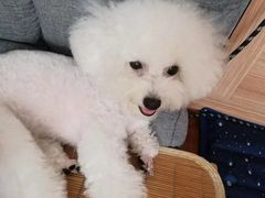 -翊宠yipet猫狗购宠庄园犬舍•猫舍