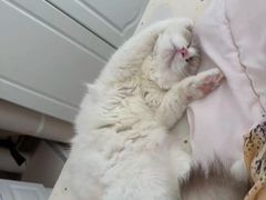 -御宝贝·A梦猫科宠物医院(国际猫友好医院)